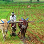 farming in india