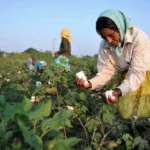 cotton harvesting