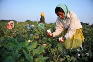 cotton harvesting